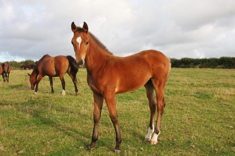 QUALITY WELL BRED FOAL - JUMPING / EVENTING