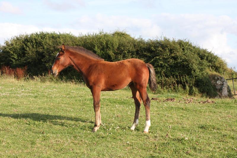 QUALITY WELL BRED FOAL - JUMPING / EVENTING