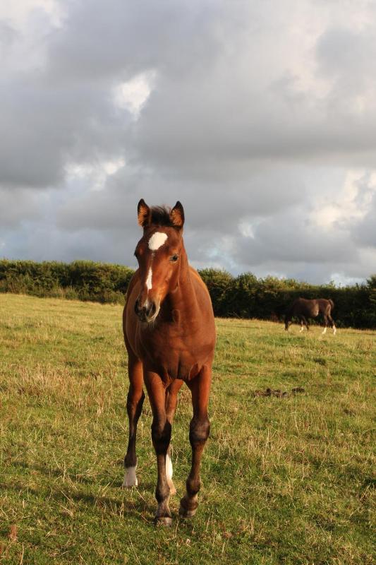 QUALITY WELL BRED FOAL - JUMPING / EVENTING