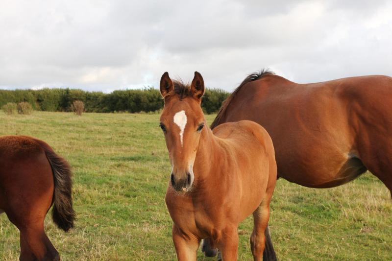 QUALITY WELL BRED FOAL - JUMPING / EVENTING