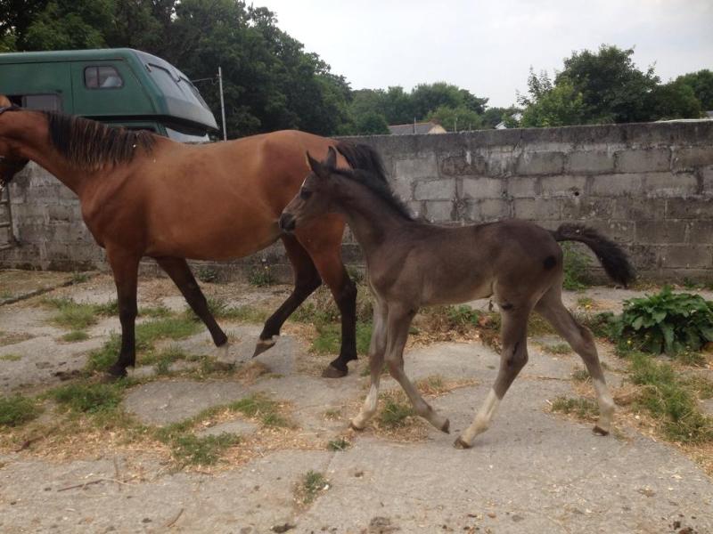 FOALS 2014