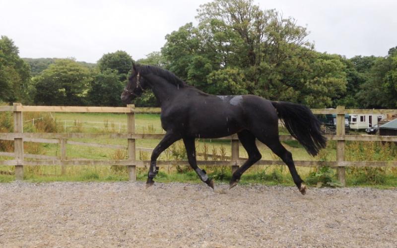 QUALITY WELL BRED FOAL - JUMPING / EVENTING