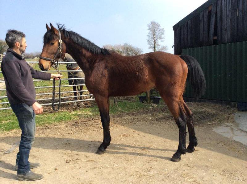 THIS ONES FOR THE BIG TIME!!! ELDORADO VAN DE ZESHOEK (CLINTON X VERDI X INDOCTRO)