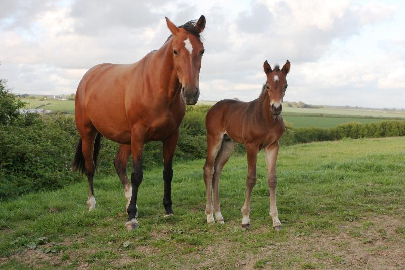 GORGEOUS QUALITY DARK BAY COLT - JUMPING / EVENTING