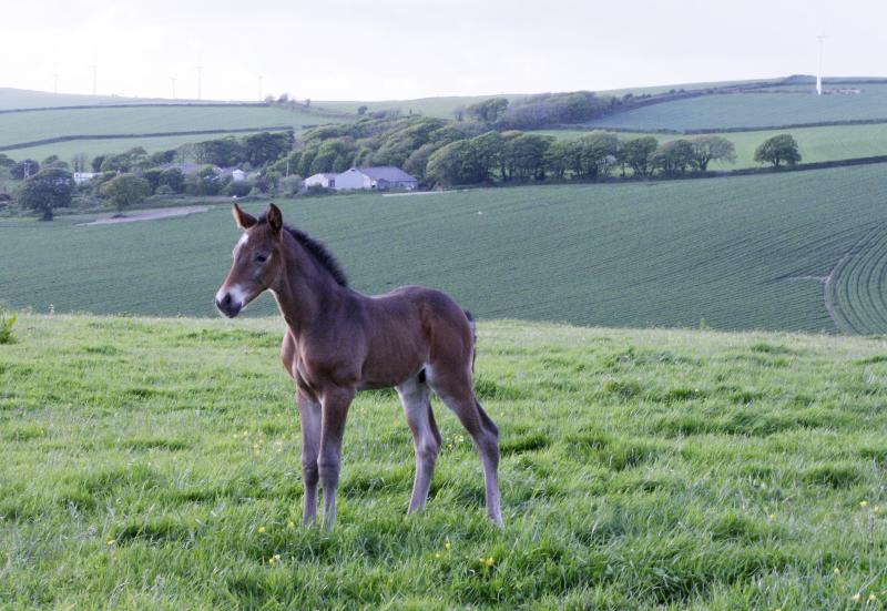 GORGEOUS QUALITY DARK BAY COLT - JUMPING / EVENTING