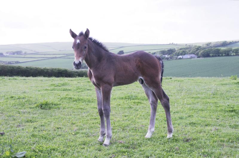 GORGEOUS QUALITY DARK BAY COLT - JUMPING / EVENTING