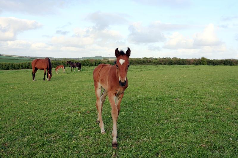 BEAUTIFUL BAY FILLY - CLASS BREEDING