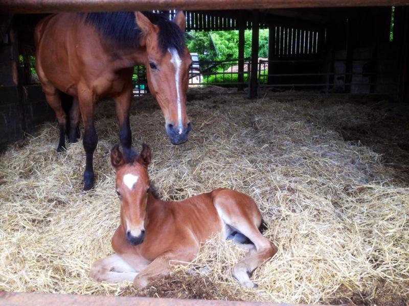 BEAUTIFUL BAY FILLY - CLASS BREEDING