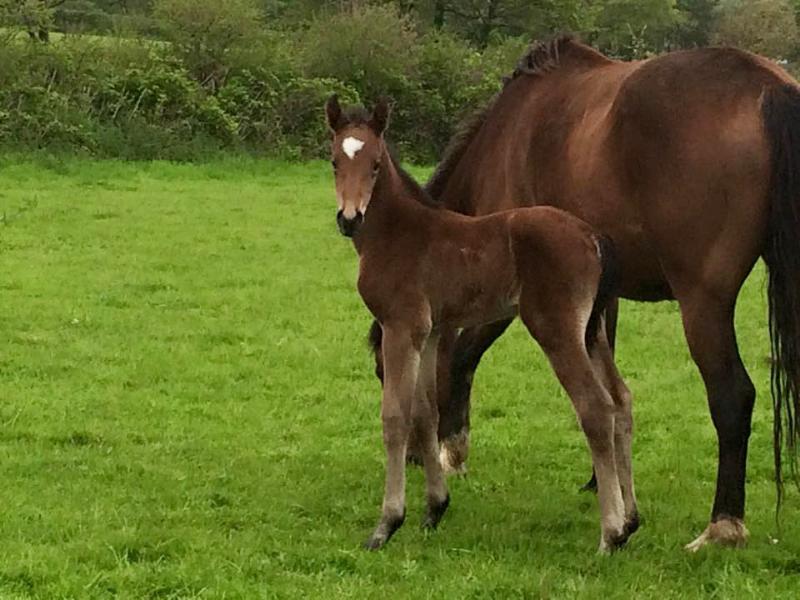 BEAUTIFUL BAY FILLY - CLASS BREEDING