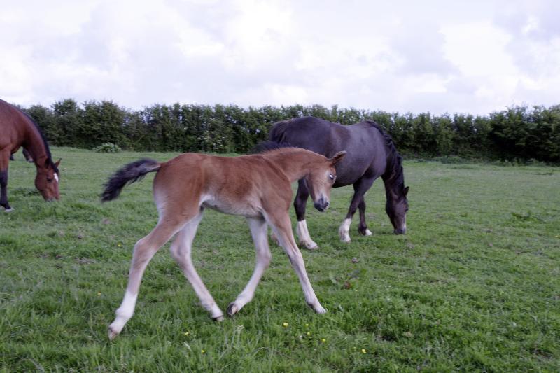 2015 stunning 148 yearling colt- A PROPER COMPETITION PONY!