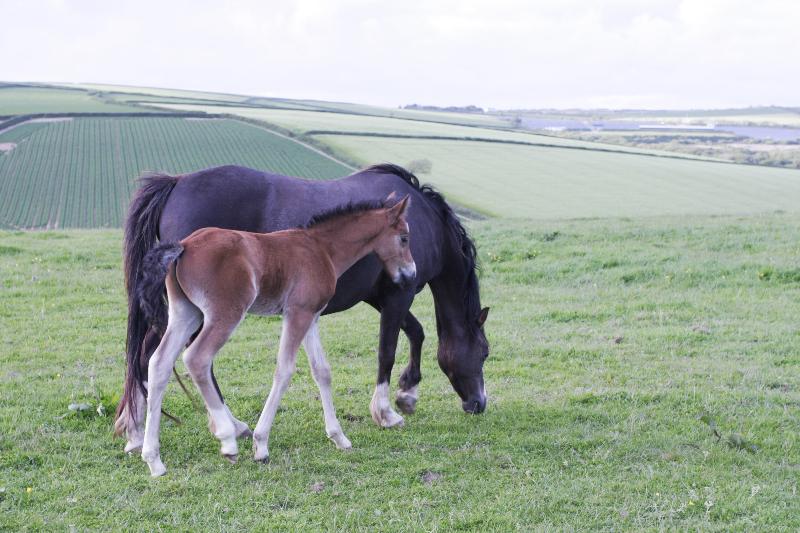 2015 stunning 148 yearling colt- A PROPER COMPETITION PONY!