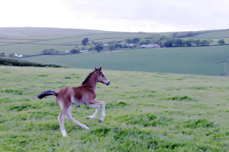 2015 stunning 148 yearling colt- A PROPER COMPETITION PONY!