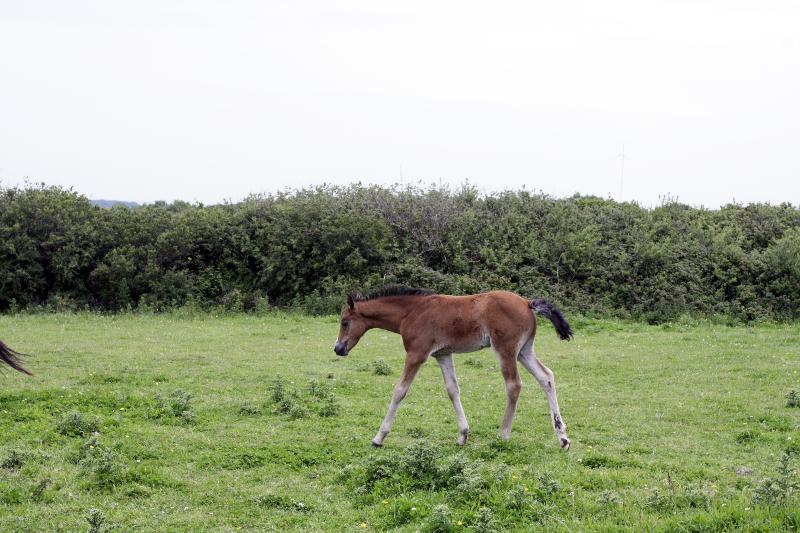 2015 stunning 148 yearling colt- A PROPER COMPETITION PONY!