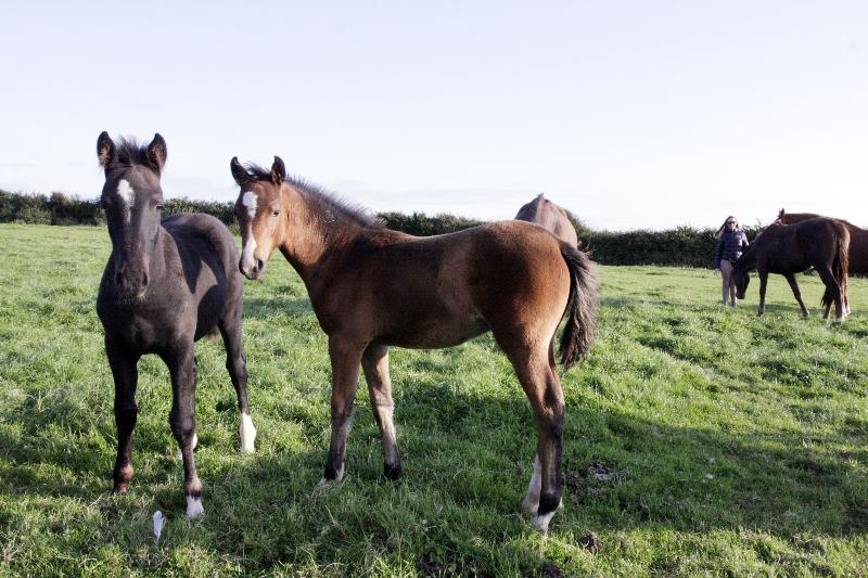 2015 stunning 148 yearling colt- A PROPER COMPETITION PONY!