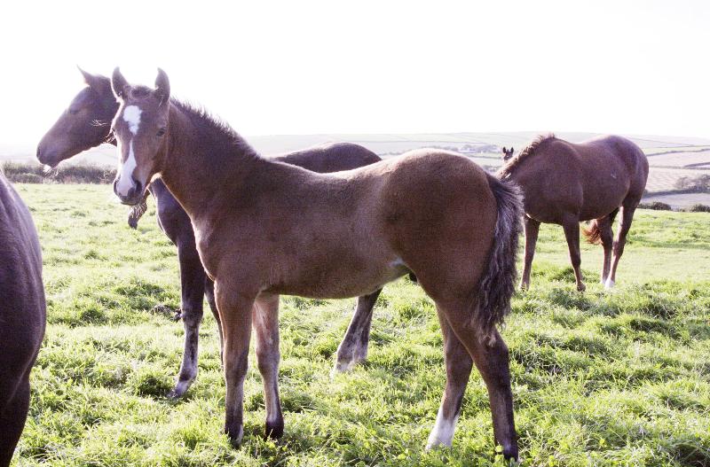 2015 stunning 148 yearling colt- A PROPER COMPETITION PONY!