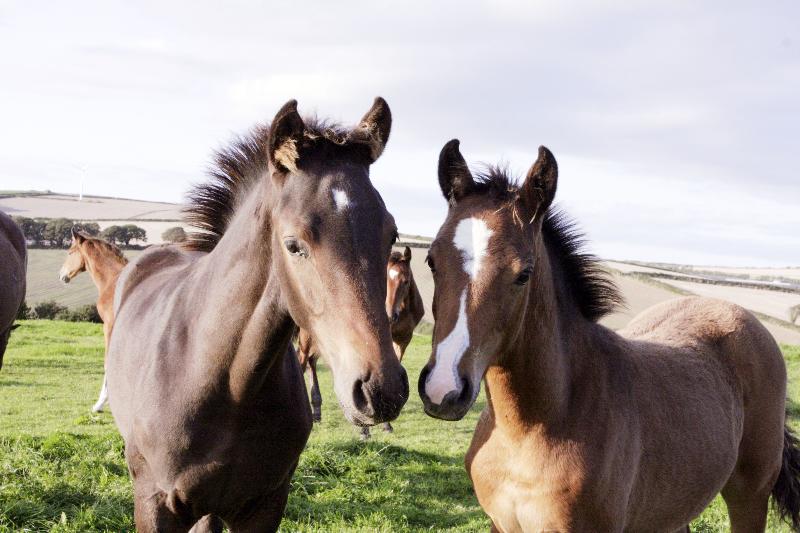 2015 stunning 148 yearling colt- A PROPER COMPETITION PONY!