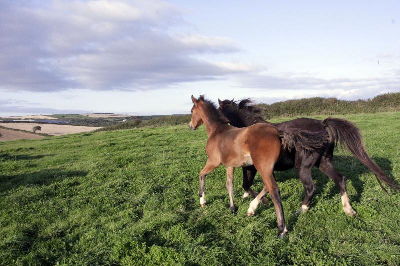 2015 stunning 148 yearling colt- A PROPER COMPETITION PONY!