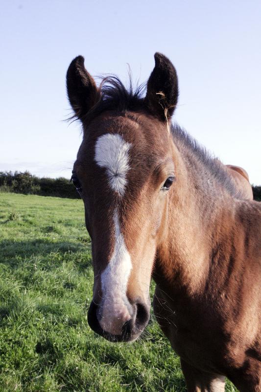 2015 stunning 148 yearling colt- A PROPER COMPETITION PONY!