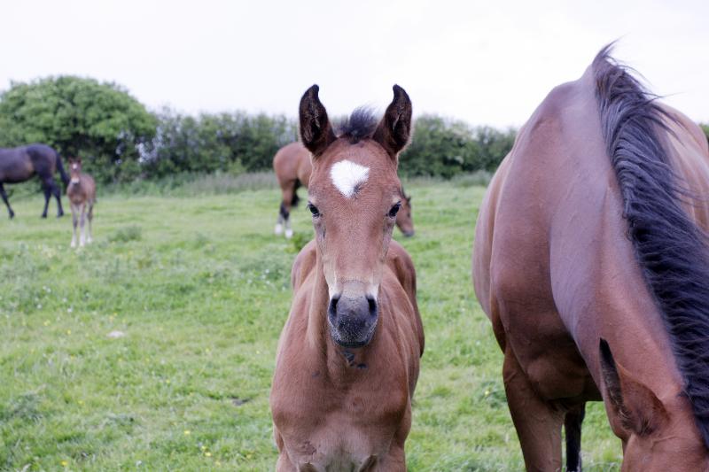 BEAUTIFUL BAY FILLY - CLASS BREEDING