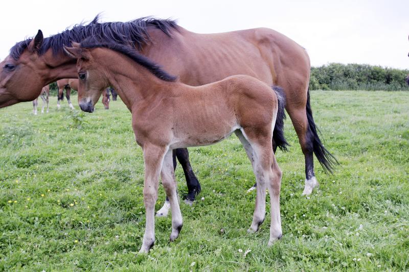 BEAUTIFUL BAY FILLY - CLASS BREEDING