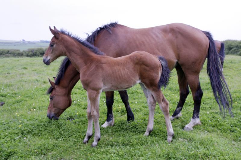 BEAUTIFUL BAY FILLY - CLASS BREEDING