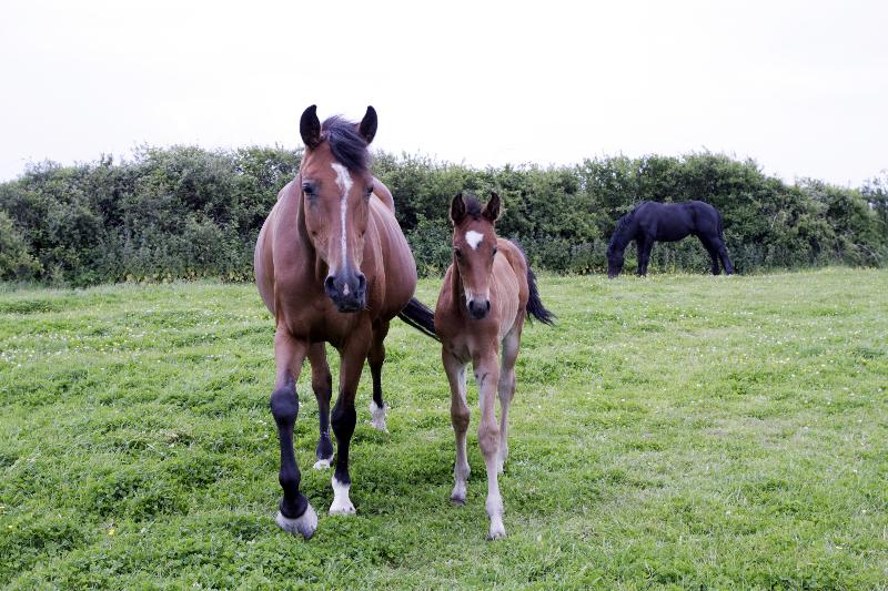 BEAUTIFUL BAY FILLY - CLASS BREEDING