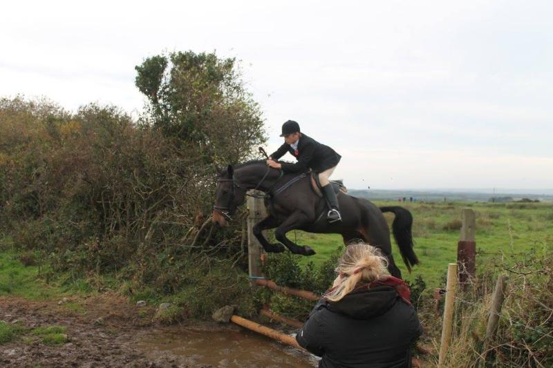 Super Jumper, Hunter, All Rounder 15.3 Gelding (lovely temperament)