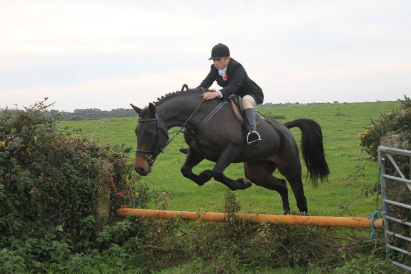 Super Jumper, Hunter, All Rounder 15.3 Gelding (lovely temperament)