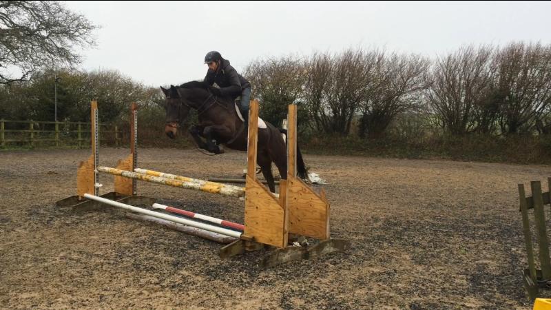 Super Jumper, Hunter, All Rounder 15.3 Gelding (lovely temperament)