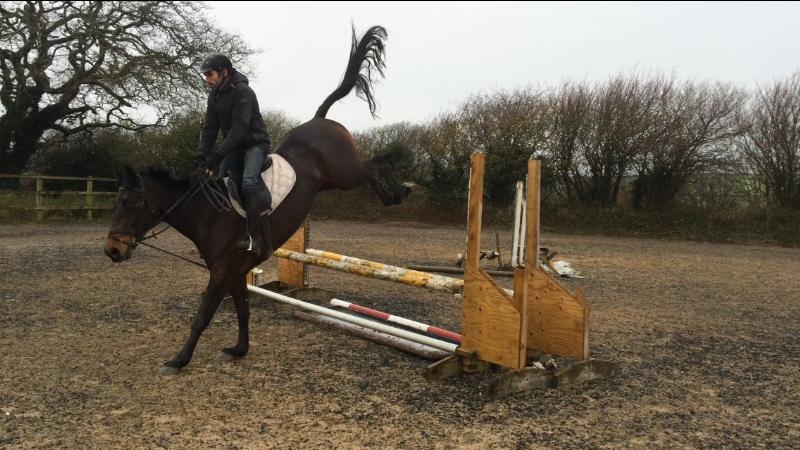 Super Jumper, Hunter, All Rounder 15.3 Gelding (lovely temperament)