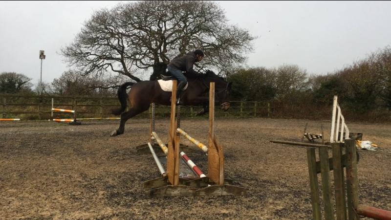 Super Jumper, Hunter, All Rounder 15.3 Gelding (lovely temperament)