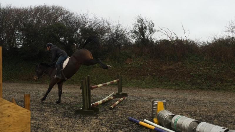 Super Jumper, Hunter, All Rounder 15.3 Gelding (lovely temperament)