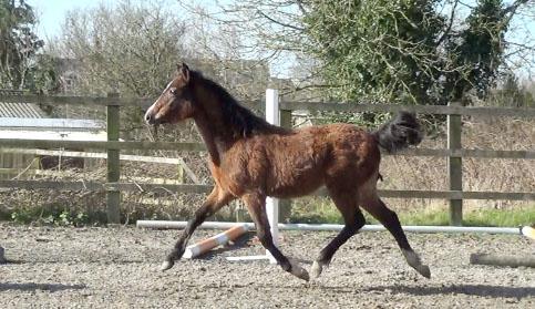 2015 stunning 148 yearling colt- A PROPER COMPETITION PONY!