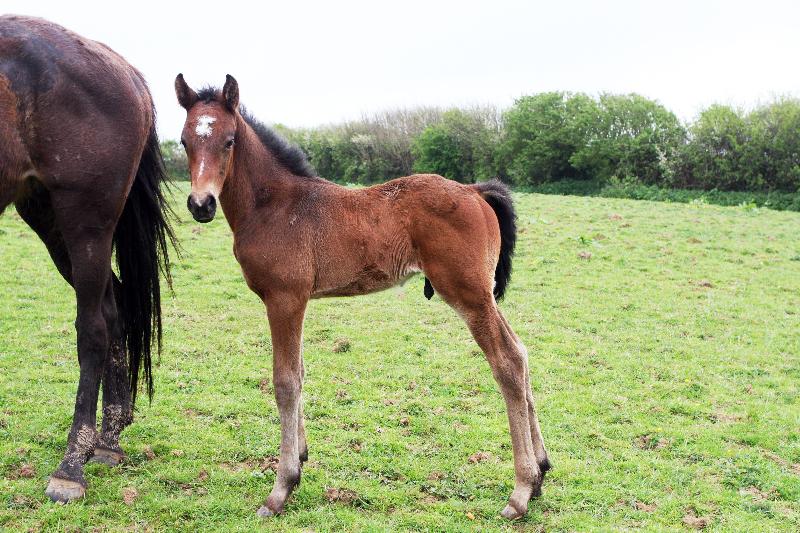 2016 Foals For Sale with the BEST EUROPEAN BLOODLINES