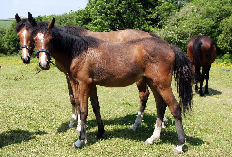 2015 stunning 148 yearling colt- A PROPER COMPETITION PONY!