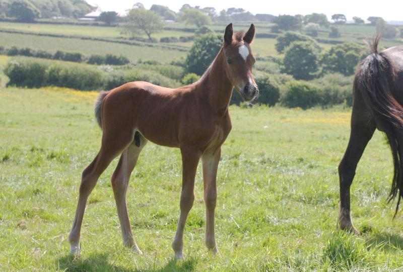 2016 Foals For Sale with the BEST EUROPEAN BLOODLINES