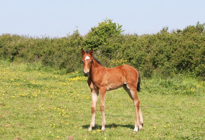 2016 Foals For Sale with the BEST EUROPEAN BLOODLINES