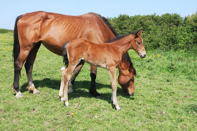 2016 Foals For Sale with the BEST EUROPEAN BLOODLINES