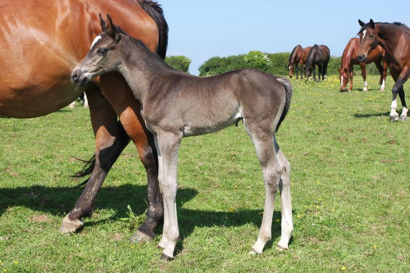 2016 Foals For Sale with the BEST EUROPEAN BLOODLINES