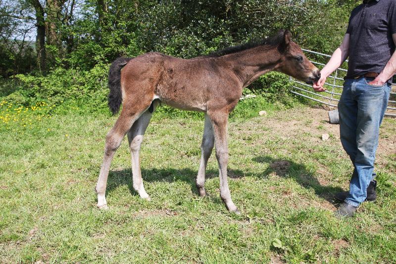 2016 Foals For Sale with the BEST EUROPEAN BLOODLINES