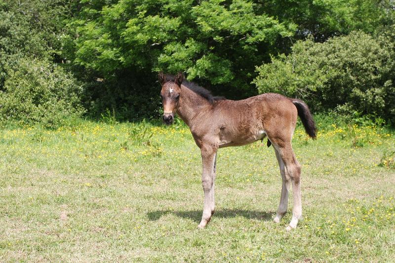 2016 Foals For Sale with the BEST EUROPEAN BLOODLINES