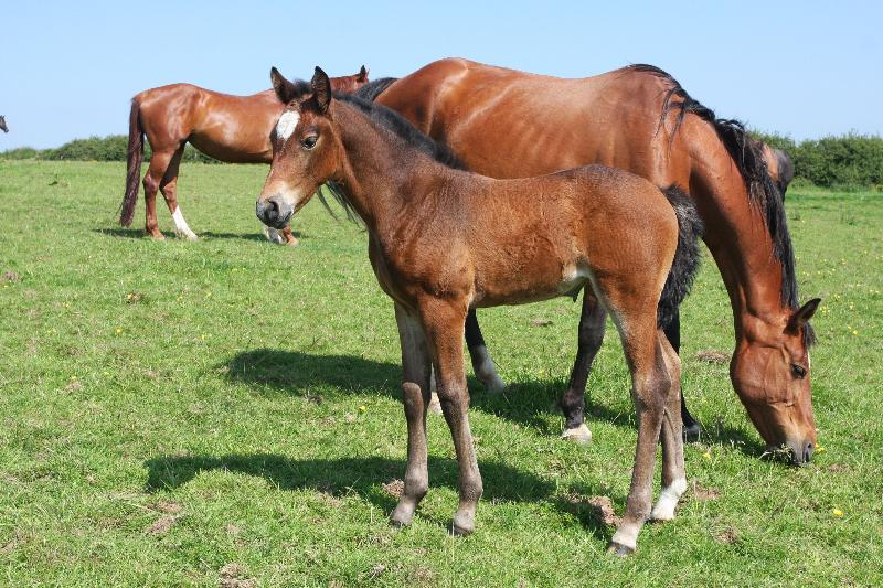 2016 Foals For Sale with the BEST EUROPEAN BLOODLINES