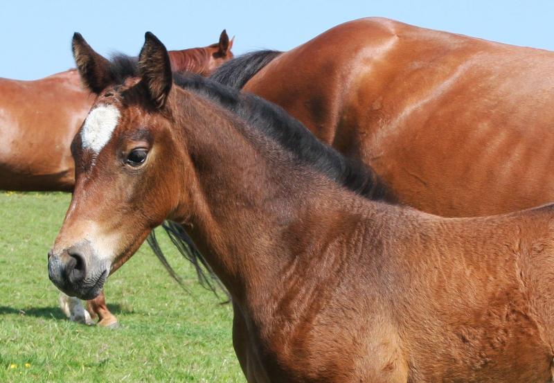 2016 Foals For Sale with the BEST EUROPEAN BLOODLINES