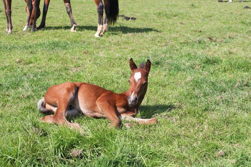 2016 Foals For Sale with the BEST EUROPEAN BLOODLINES