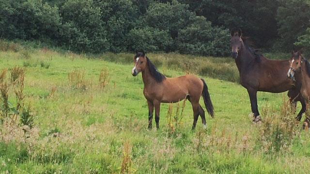 2015 stunning 148 yearling colt- A PROPER COMPETITION PONY!