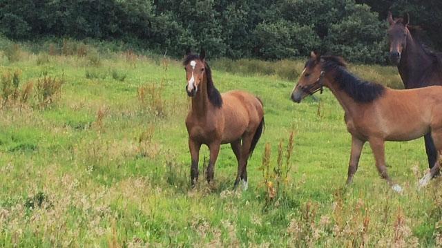 2015 stunning 148 yearling colt- A PROPER COMPETITION PONY!