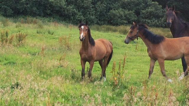 2015 stunning 148 yearling colt- A PROPER COMPETITION PONY!