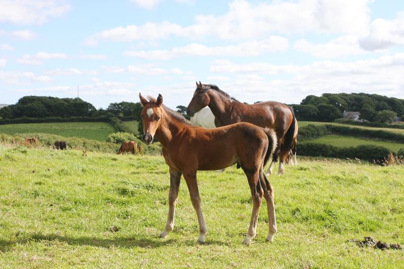 Bay Pony Colt to make 148 (14.2)  by Filesco (Boss VDL x Phin Phin x Calvados)