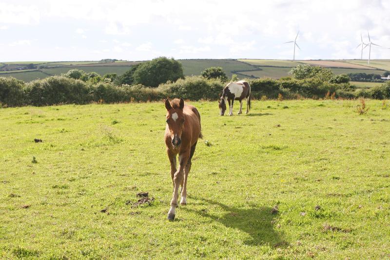 Bay Pony Colt to make 148 (14.2)  by Filesco (Boss VDL x Phin Phin x Calvados)