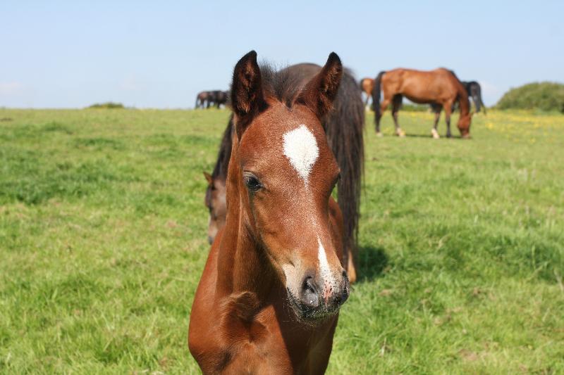 Bay Pony Colt to make 148 (14.2)  by Filesco (Boss VDL x Phin Phin x Calvados)